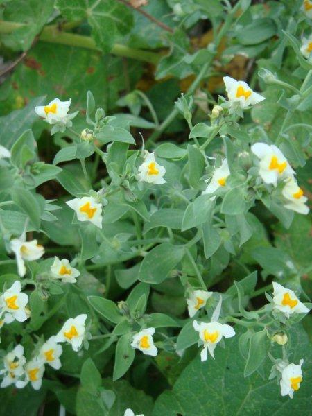 Linaria reflexa